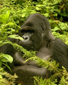 Un gorilla di montagna