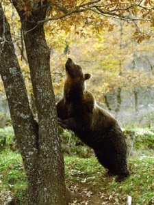 Un orso