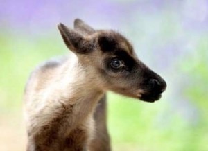 Un cucciolo di renna