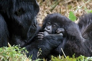 I gorilla di montagna