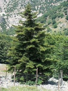 Abies Nebrodensis nel Parco delle Madonie (Photo Francesco)