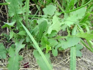 L'insalata dell'orsa