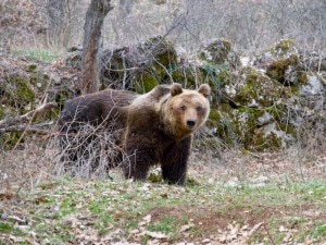 Un orso marsicano nel Parco nazionale d'Abruzzo