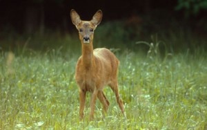 Un capriolo