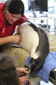 Il veterinario Lisa Argilla visita il pinguino Morgan al Wellington Zoo