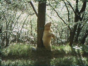 L'orso "biondo"