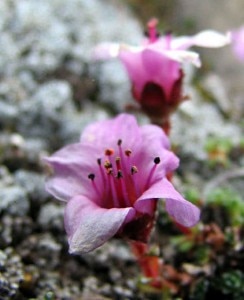 saxifraga oppositifolia