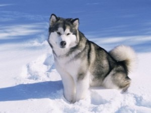 Alaskan Malamute