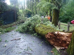 Alberi abbattuti (Photo courtesy varesenews.it)