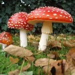 Amanita muscaria