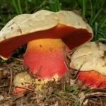 Boletus Satanas Boletus Satanas