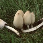 Coprinus_atramentarius Coprinus_atramentarius