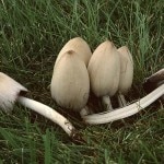 Coprinus_atramentarius