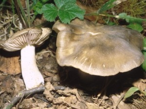 Entoloma lividum