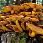 Gymnopilus spectabilis (Photo courtesy mykoweb.com)