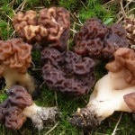 Gyromitra esculenta Gyromitra esculenta