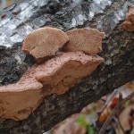 Hapalopilus rutilans Hapalopilus rutilans