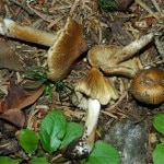 Inocybe rimosa