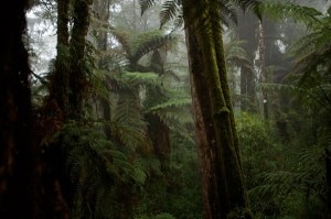 Le gigantesche felci arboree che crescono sui punti più elevati dei Monti Foja (Photo Tim Laman - Nationalgeographic.it)