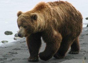 Orso