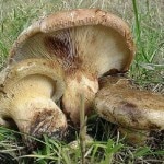Paxillus Involutus Paxillus Involutus