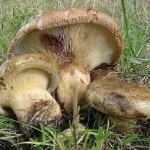 Paxillus Involutus