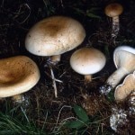 Clitocybe amoenolens 