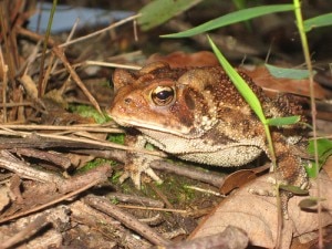 Nuove specie tra le Smoky Mountains