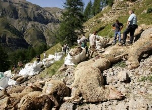 Strage di pecore in Alta Savoia (Photo courtesy Afp) Strage di pecore in Alta Savoia (Photo courtesy Afp)