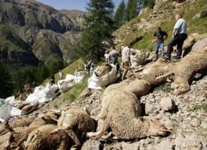 Strage di pecore in Alta Savoia (Photo courtesy Afp)