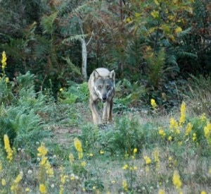 Esemplare di lupo appenninico (Photo Leonardo Lazzeri courtesy of www.parks.it)