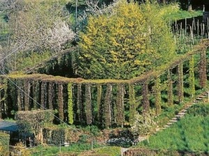 Un-roccolo-Photo-LEco-di-Bergamo Un-roccolo-Photo-LEco-di-Bergamo