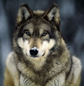 Lupo (Photo Joel Sartore courtesy of http://animals.nationalgeographic.com)