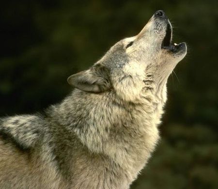 wolf_howling