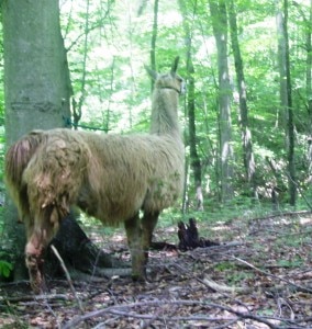 Lama nei boschi (Photo courtesy of bluerockstation.wordpress.com)