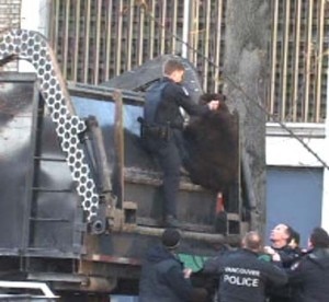 Un agente afferra l'orso dal camion della spazzatura mentre gli agenti tengono il telone su cui "atterrerà" l'animale (© CBC)