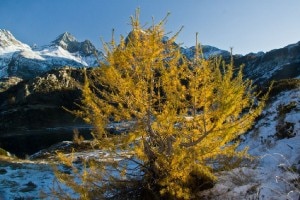 Autunno al Calvi (Marco Caccia)