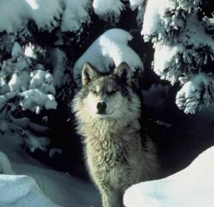 Lupo (Photo Tracy Brooks courtesy of Mission Wolf/USFWS)