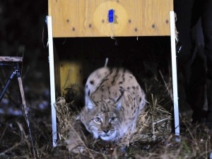 Lince introdotta nel Parco delle Alpi Calcaree (Photo www.kora.ch:news)