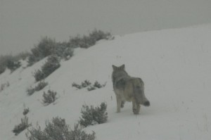 Lupo sulle Alpi (Photo courtesy Targatocn.it)