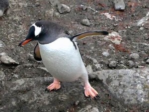 Pinguino (Photo courtesy victory-cruises.com)