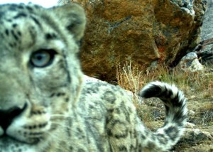 Snow-leopard (Credit Panthera_FFI www.fauna-flora.org)