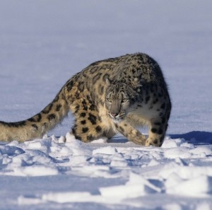 Esemplare di leopardo delle nevi (Photo LDL COMunicazione)