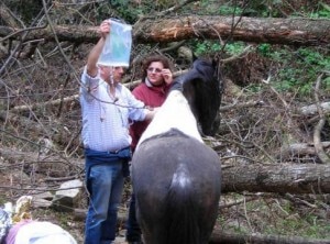 Il cavallo salvato (Photo courtesy lanazione.it)