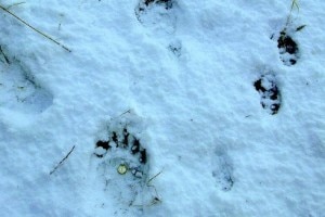 Impronte di orso in Valcamonica (Photo courtesy giornaledibrescia.it)