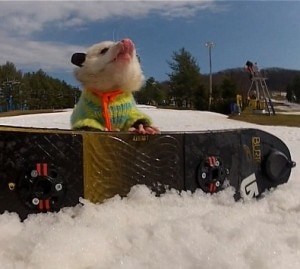 Ratatouille e il suo snowboard durante una pausa (Photo youtube/LibertyMountainPA)