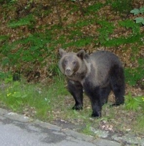 Orso ai margini della strada (Photo courtesy of www.meteoweb.eu)