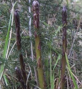 Asparagi selvatici (Photo courtesy of www.informatrieste.eu)