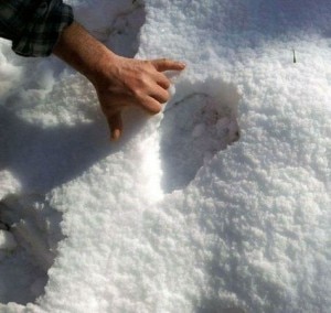 Le impronte lasciate dall'orso passato in Val Brembana (Photo Andreato)