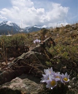 Biodiversita alpina (Photo courtesy summitcountyvoice.com)